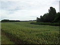 Farmland near Westwell