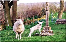SY5198 : North Poorton: Sheep in the Graveyard of St. Mary Magdalene Church by Mr Eugene Birchall