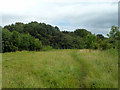 Path towards Honeyhills Wood