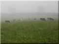 Cattle near Horner