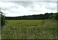 Looking across the wheatfield