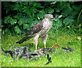 Mr Sparrowhawk