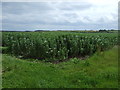 Crop field near Bempton