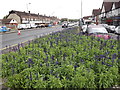 Flower Bed, Stoneleigh