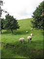 Sheep by Queen Mary Reservoir