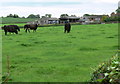 Grazing cattle at Gifford Lodge