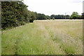 Footpath near Thorney 