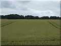 Farmland, Wold Farm