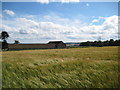 SE6285 : Over  the  Barley  to  Rea  Garth  Farm  Buildings by Martin Dawes