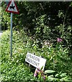 Himalayan Balsam at the edge of the road