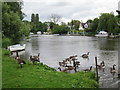 Canadian Geese by the River Thames