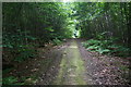 Track in Roundshill Park Wood