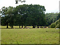 Cattle under the trees