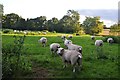 Mid Devon : Grassy Field & Sheep