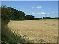 Farmland near Ashington