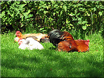 TL9847 : Churchyard chickens, Chelsworth by Evelyn Simak