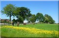 Alpacas beyond the flowers