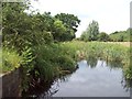 The Disused Nottingham Canal