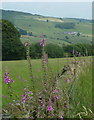 SK2473 : Fields, wall and foxgloves by Andrew Hill