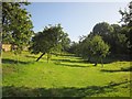 ST5049 : Orchard, Old Ditch by Derek Harper
