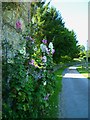 Hollyhocks on bridleway at Rotherbridge Farm