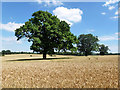 Oaks in the wheat