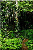 R4561 : Bunratty Park - East of Site #19 - Path into Woods by Joseph Mischyshyn
