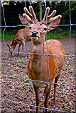 R4561 : Bunratty Park - Irish Red Deer by Joseph Mischyshyn