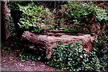 R4561 : Bunratty Park - Cut Tree Trunks & Ivy by Joseph Mischyshyn