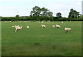 Sheep next to Pasture Lane North