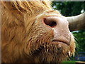 Hamish the Highland Cow