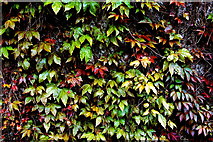 R4561 : Bunratty Park - Multi-Coloured Ivy Leaves by Joseph Mischyshyn