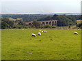 Sheep Pasture