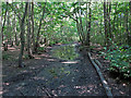 Waterlogged path in Donkey Lane Plantation