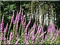 NZ0158 : Foxgloves and Scots Pine by Joan Sykes