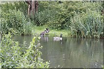 SU5066 : Geese across the Kennet by Bill Nicholls