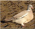 Woodpigeon (Columba palumbus)