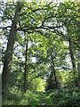Footpath in Tanners Wood