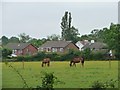 Horses grazing on the edge of Scholes