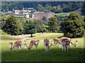 SK2469 : Fallow deer in Chatsworth Park by Graham Hogg