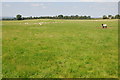 Sheep in a field near Shenstone