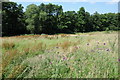 Rough grazing near Stone