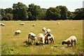 Bathley Hill sheep