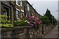 Terraced cottages at the bottom of Old Delph Road