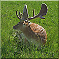 TQ5694 : Fallow deer  by Roger Jones