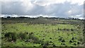 Field off the Cavan Road