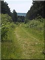 Track in Bouldnor Copse