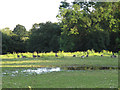 Geese and temporary pond