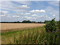 Wheat field west of Mountnessing Road