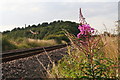 TG2338 : Fireweed by the Bittern Line near Northrepps by Chris
